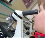 In der Jahrgangsstufe 6 machen die SchülerInnen erste Erfahrungen mit dem Mikroskop.