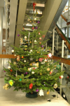 Weihnachtsbaum besorgt und geschmückt von unseren Schulhausverwaltern M.Coutu und B. Schuon Männiken 